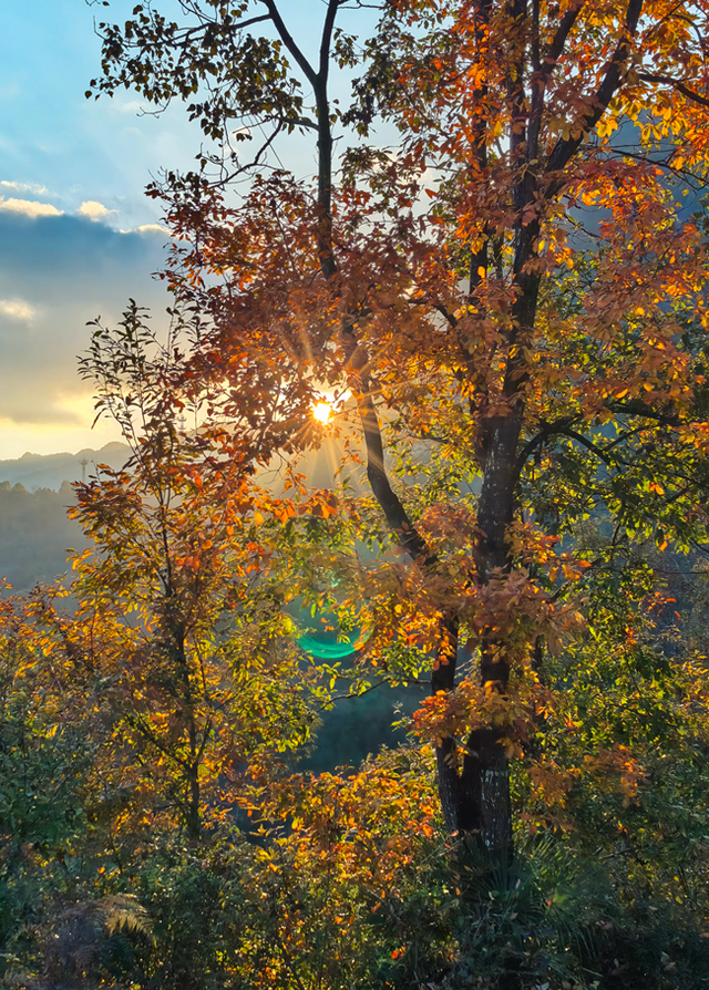 青睐绵阳 ‖ 云端公路 层林尽染！初冬驾游平武药丛山，限定版的视觉盛宴~