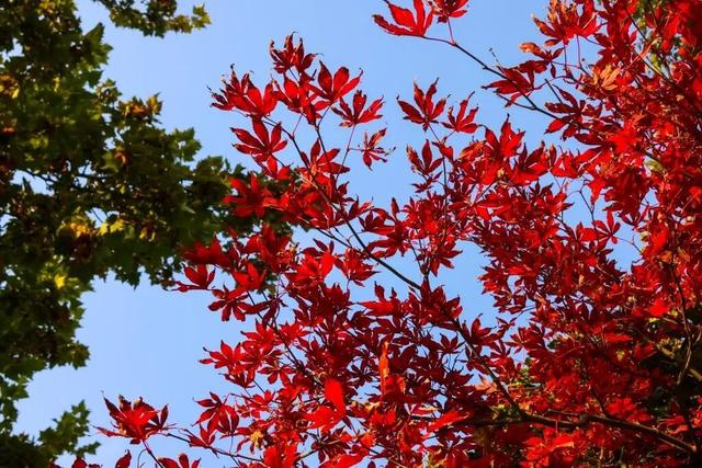 当立冬遇见金秋，北京动物园赏秋打卡攻略