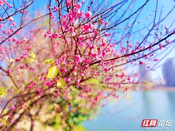 常德赏梅正当时！城区多处梅景成冬日打卡地
