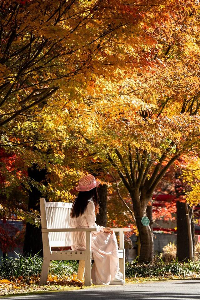 限时半价！上海这个公园12000株枫树正值最佳观赏期→