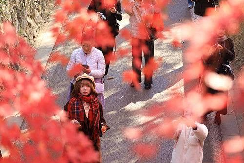 南京中山植物园红枫美到窒息