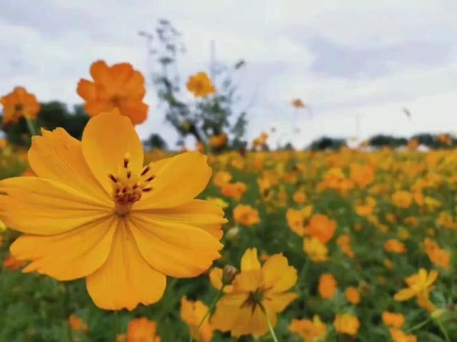 这片格桑花海，美到了谁的心巴上！江油的这片格桑花海，美到了谁的心巴上！