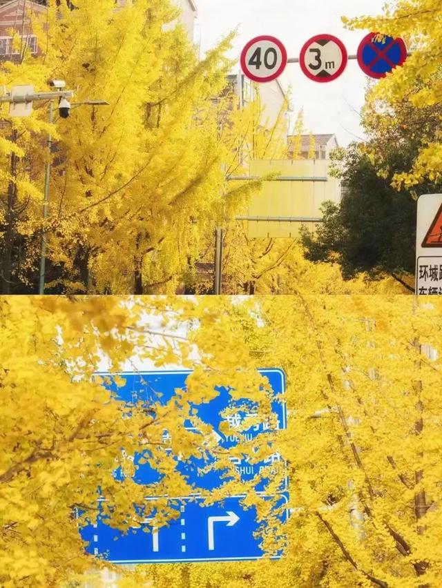 乘高铁赏秋景！从上海前往这些城市1小时内即可抵达