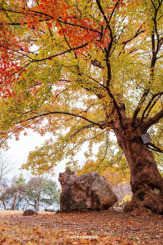 武汉为百年古树建公园，免费开放！