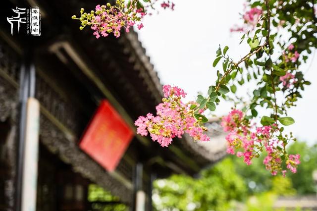 秦淮花事｜紫薇