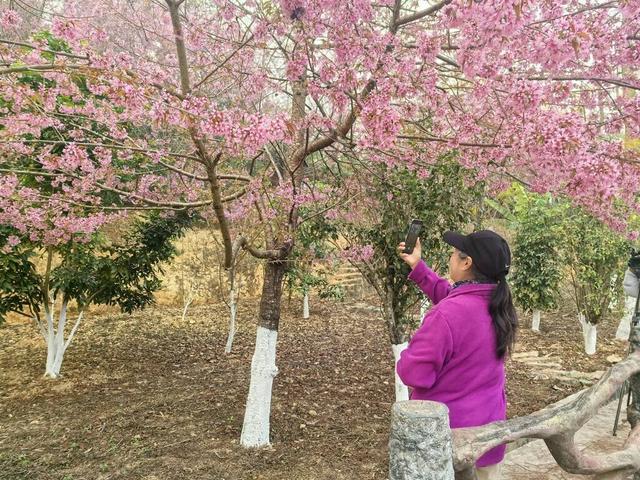 沧源：山藏浪漫 冬樱绽艳 暖冬旅居热度攀升
