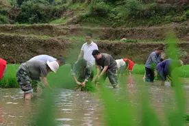 从江庆云：水稻移栽忙 农技指导保丰收图片