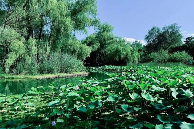 夏日海淀文艺一日游：紫竹院赏荷×国图看展攻略