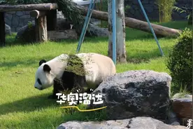 果然视频丨动物视界121——大熊猫科普知识问答，看你知多少？图片