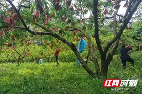 炎陵县下村乡：太有爱！村民自发帮受伤邻居果园黄桃套袋图片