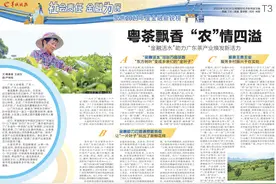 粤茶飘香，“农”情四溢：“金融活水”助力广东茶产业焕发新活力图片