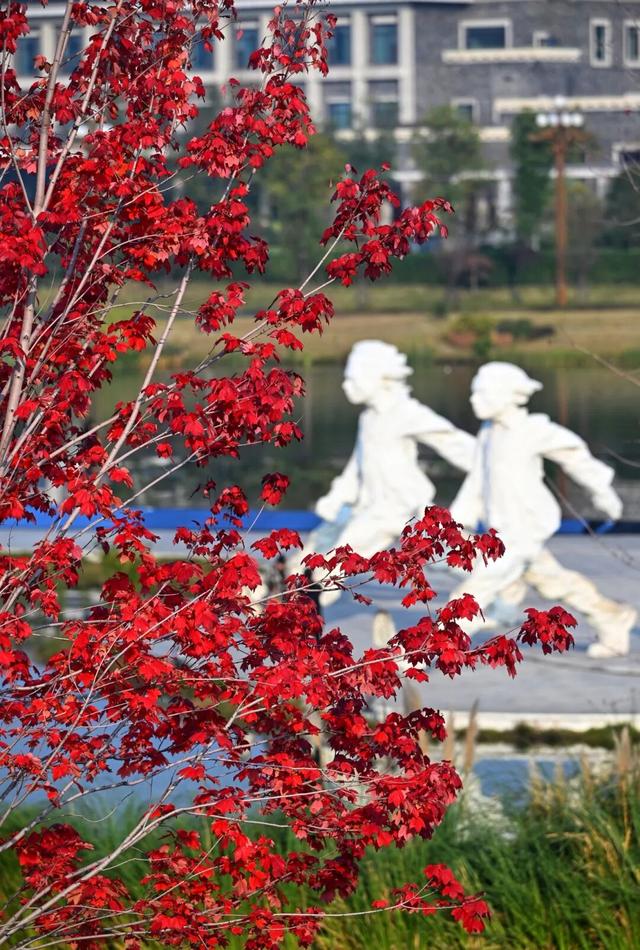 绝美！成都红枫进入最佳观赏期！线路来啦