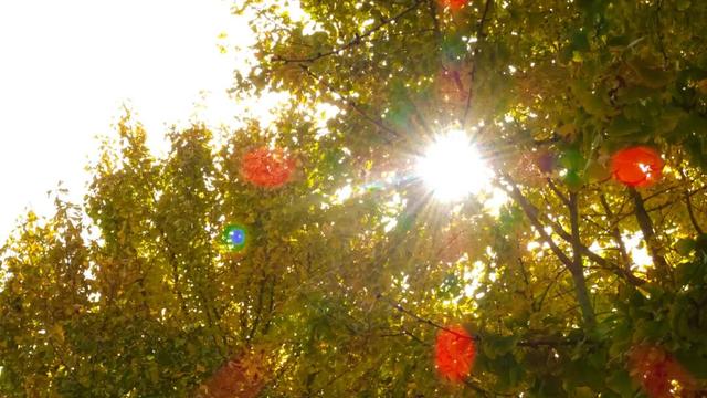 红的黄的绿的！天气这么好，来这些地方看看闵行的秋天吧~