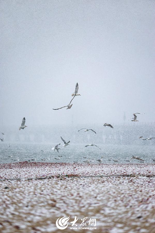 四季予你｜烟台：雪舞海畔，海鸥争涛