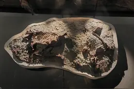 内蒙古发现窃蛋龙类恐龙新属种图片