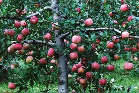 7月苹果树管理要点图片
