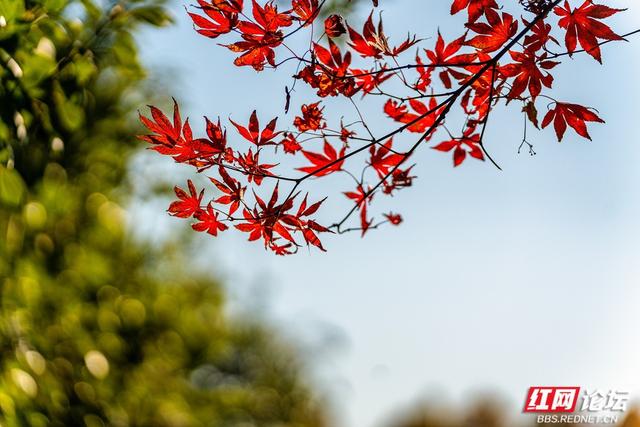 藏在长沙的冬日惊喜：乐喜湖的草木，还在演绎秋的余温