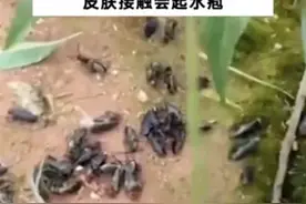 湖南局部出现大量“鸡公虫” 人皮肤一旦接触就会起水疱图片
