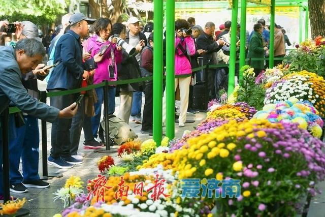 花海模式已开启，趵突泉菊展最佳观赏期来了！