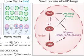 我国科学家破解耳蜗听觉毛细胞发育“基因密码”图片
