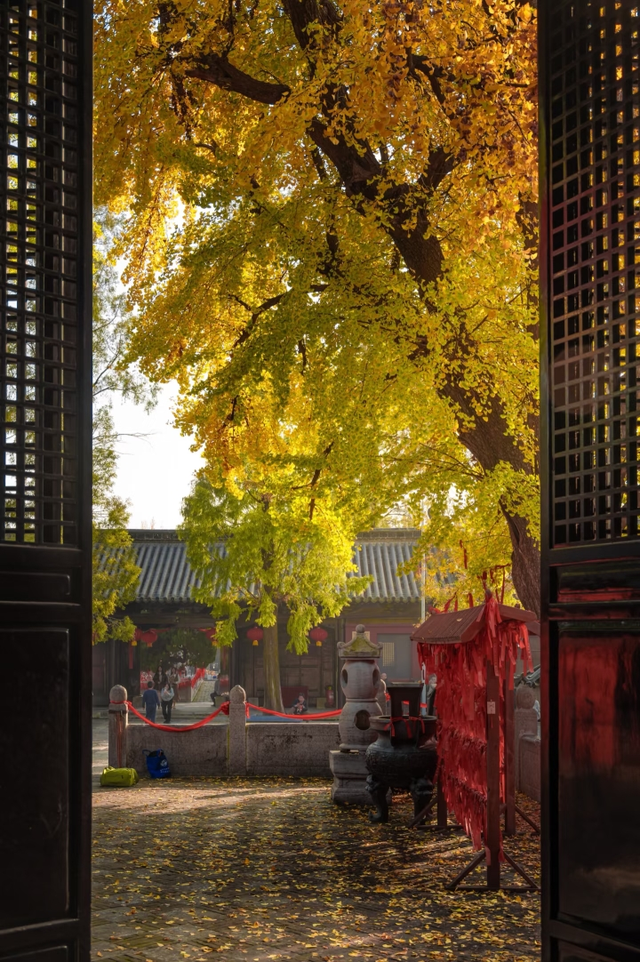 这6个淮南银杏绝美打卡地！码住刷爆朋友圈！