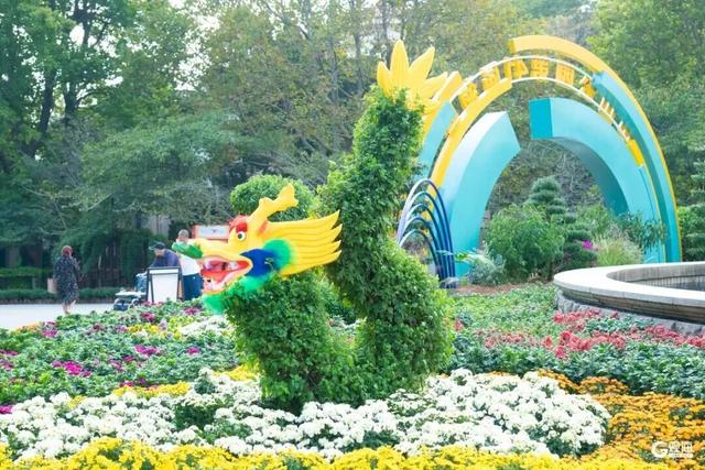 赏菊正当时！青岛中山公园菊展来了！