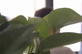 上海37岁女子3年给游戏好友转账百万，靠泡面果腹！直到“前妻”来电……图片