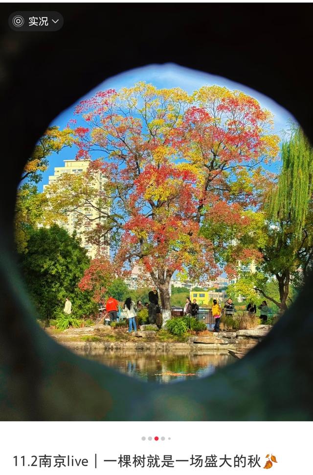 南京这棵树，刷屏了
