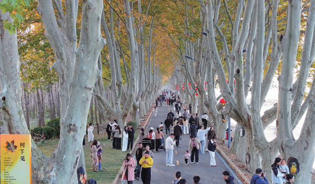 湖光“杉”色惹人醉