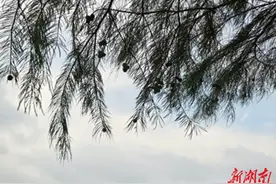 节气湖南·物候|秋分：爱与秋色，昼夜平分图片