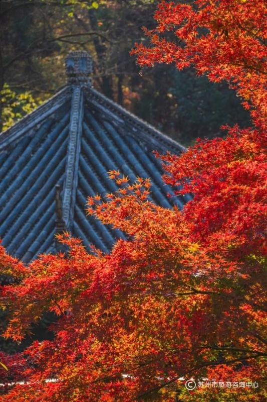 火上央视！苏州变身“黄金州”