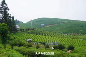 ​石阡：从非遗匠心到欧盟标准的苔茶产业“方程式”图片