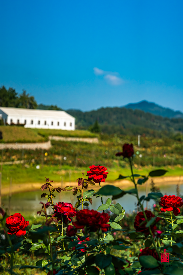 想追风，去团风！