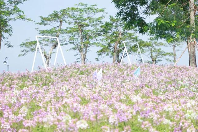 15000㎡花海！免费打卡！珠海人约起来！