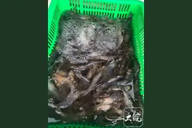 大皖观察丨合肥市场今年鲜虾不贵图片