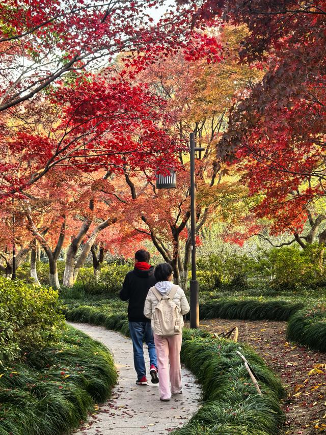 晚潮｜西湖赏枫人群中为何少了苏轼