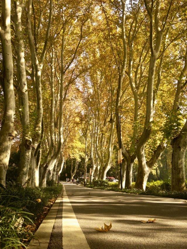 大降温后的秋日大片，来武汉植物园取景！这份小众胶片感机位请收好