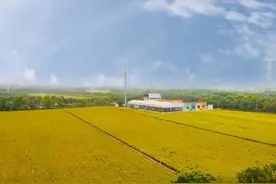 嘉北郊野千亩稻田金黄上线，快来打卡今秋超炫“丰”景！图片