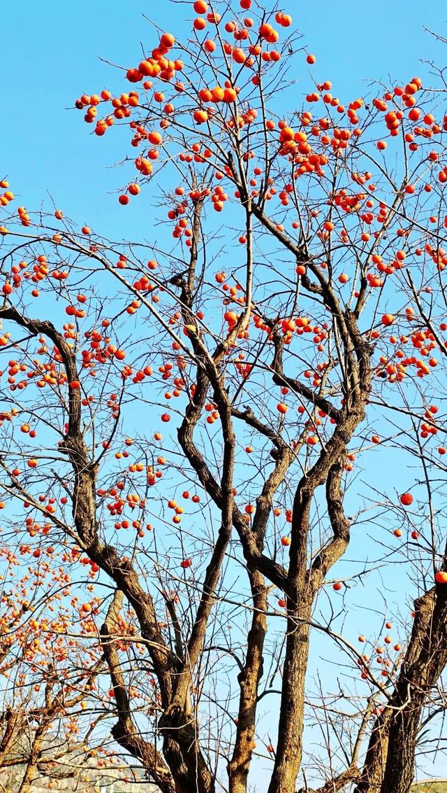 9.9元！深秋里寻一处静谧！本周六出发，打卡长清王泉摩崖石窟、义静寺！