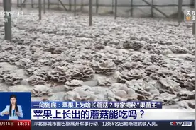 苹果上长出的蘑菇“果菌王”已经吃上了 炖蛋是目前最美味的做法~图片