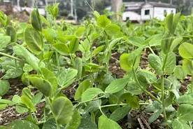 仁怀市长岗镇：小小豌豆尖 增收大产业图片