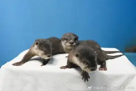 这么可爱的宝宝居然有三个图片