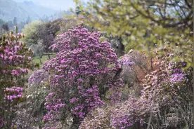 这个夏天，总要去一趟林那谷吧！图片