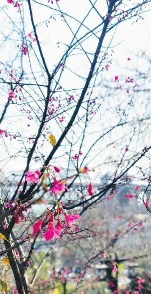 罕见！三九时节武汉开启赏花季：梅香樱艳兰花开