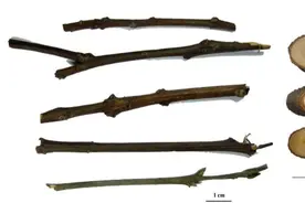 这种常见香料植物，用于古代经方第一药，从此有了ISO国际标准图片