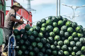 海南琼海：冬瓜采摘上市图片