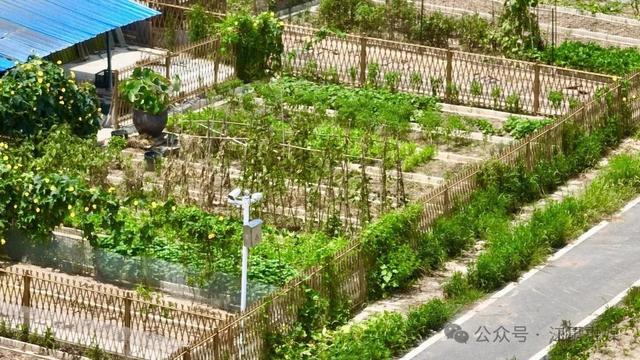 江夏法泗街刘家港水美乡村：在稻荷清香里，安放夏日慢时光