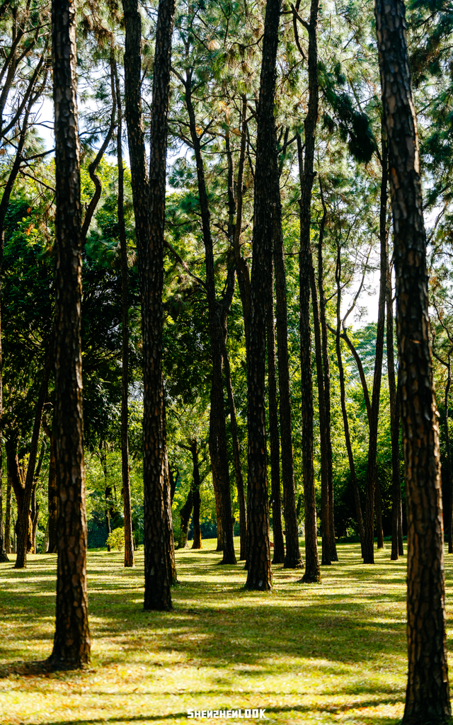 开在公园里的玻璃书房 · 深圳新安静空间