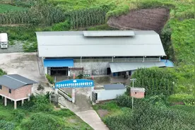 暗访生猪黑屠宰点：无证窝点被封后重新开张，无检疫猪肉跨省销售图片