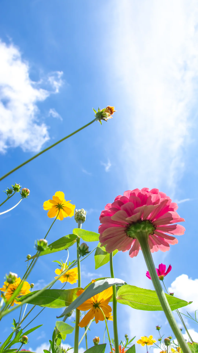 9月贵阳赏花地图｜这些绝美花海，承包你的初秋浪漫！
